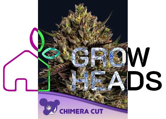 Anesia Seeds Chimera Cut (10)
