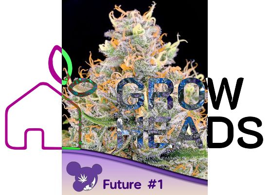 Anesia Seeds Future #1 (10)