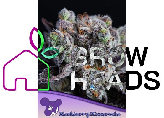 Anesia Seeds Blackberry Moonrocks (3)