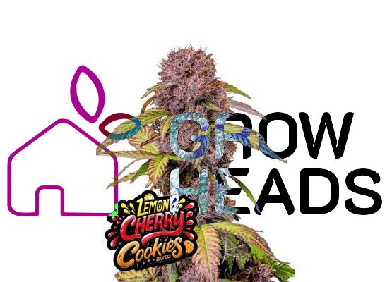 420FastBuds Lemon Cherry Cookies Auto (10)