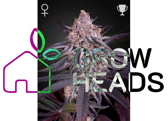 Green House Seeds Kings Juice (3)