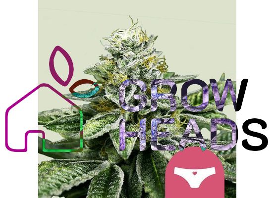 Steckling - Sherbet Queen RQS