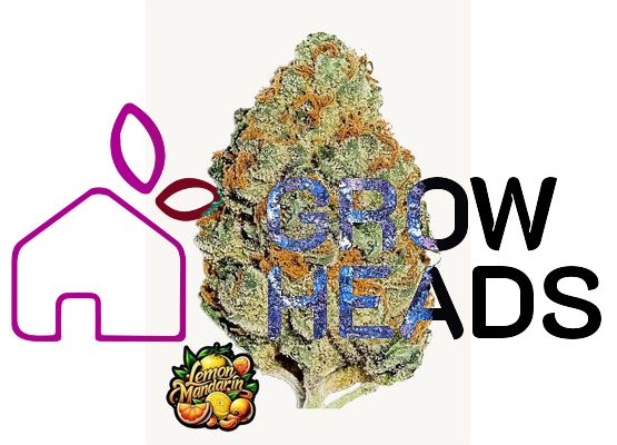420FastBuds Lemon Mandarin fem. (3)