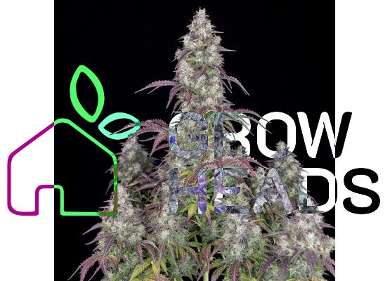 420FastBuds Lemon Pie Auto (3)