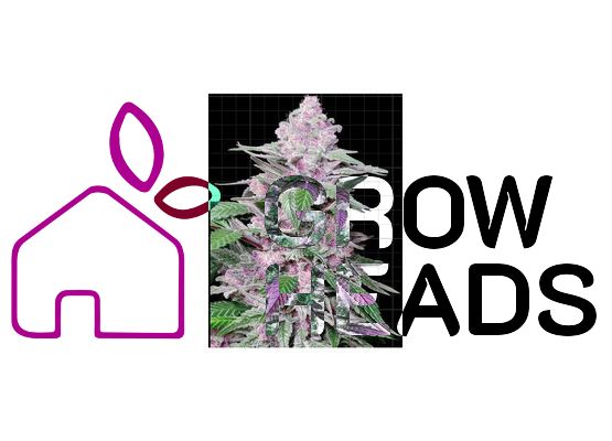 Sensi Seeds Purple Cookie Kush (3)