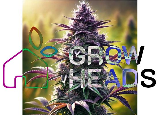 Growheads Auto Purple Haze (1)