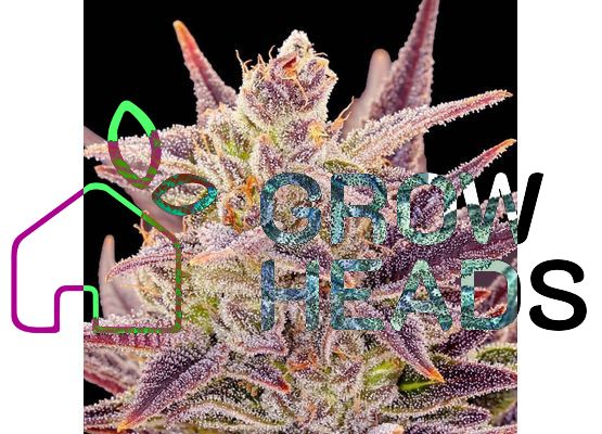 Steckling - Anesia Seeds Imperium X Auto