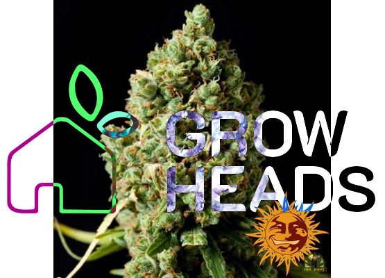 Steckling - BF Auto Pineapple Express