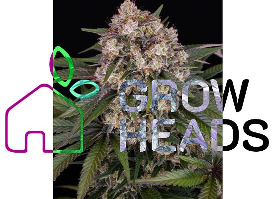 Barney's Farm OG Kush Auto (3)
