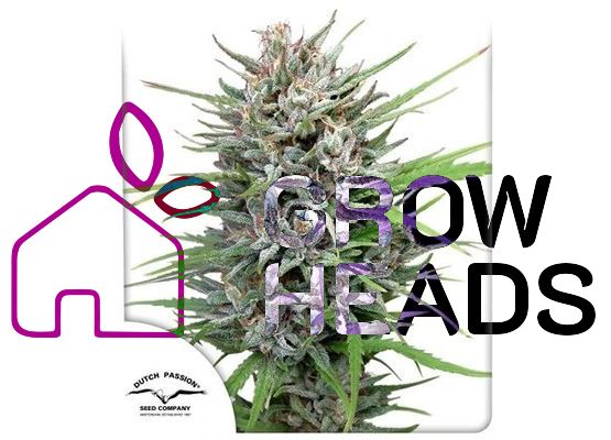Dutch Passion - PASSION #1 ® (10)