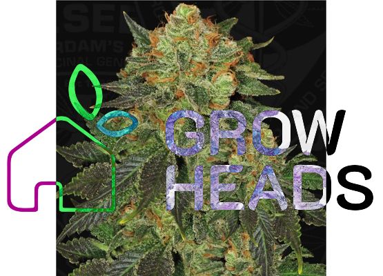 T.H. Seeds Bubblegum Fem. 6St.