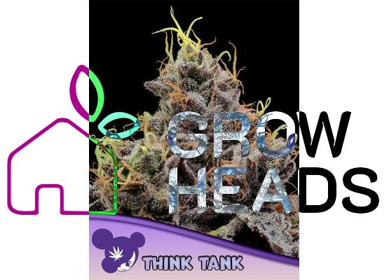 Anesia Seeds Think Tank (5)