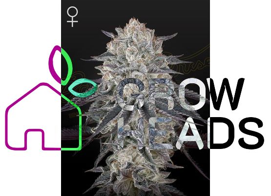 Green House Seeds Fullgas (3)