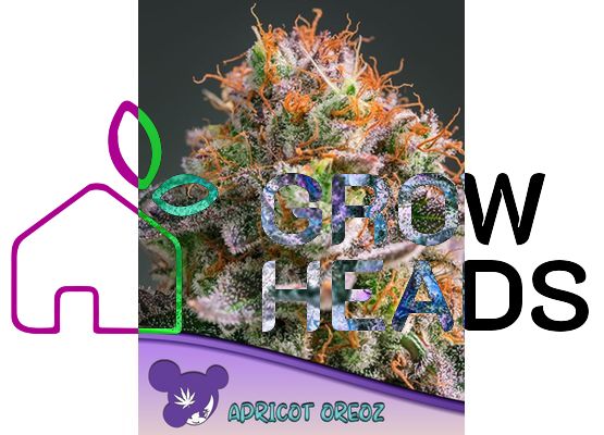 Anesia Seeds Apricot Oreoz (3)