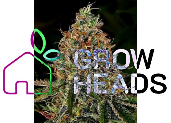 Barney's Farm  Tangerine Dream Auto (1) 