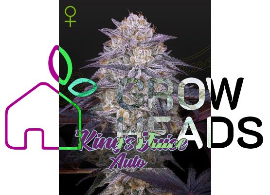 Green House Seeds King's Juice Auto (1)