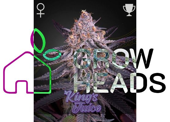 Green House Seeds King's Juice (1)