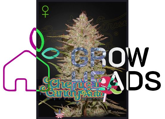 Green House Seeds Chemical Candy Auto (3)