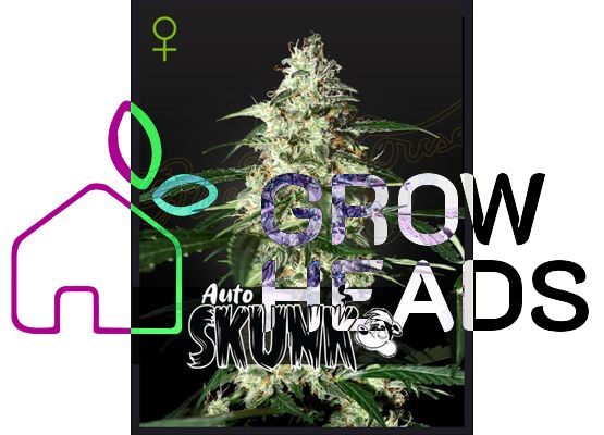 Green House Seeds Early Skunk Auto (3)