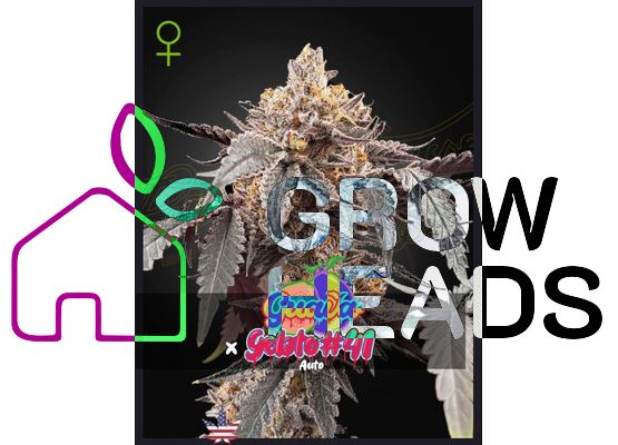 Green House Seeds Guava x Gelato 41 Auto (3)