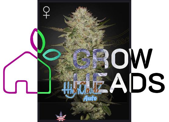 Green House Seeds Highcloudz Auto (3)