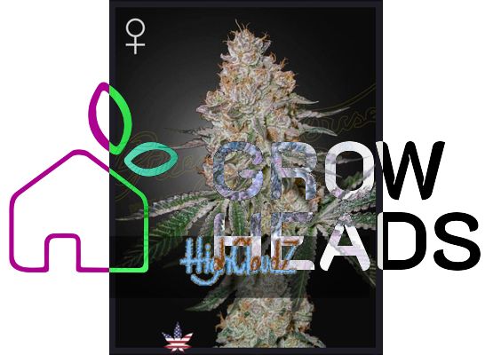 Green House Seeds Highcloudz (3)