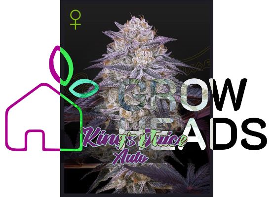Green House Seeds King's Juice Auto (3)