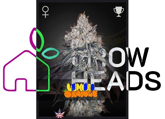 Green House Seeds Lemon Orange (3)