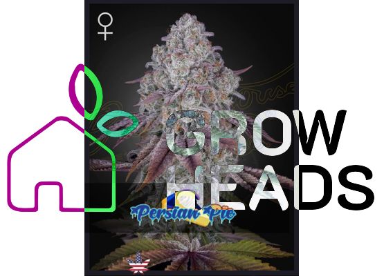 Green House Seeds Persian Pie (3)