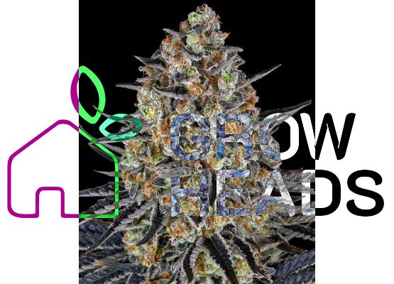 Barney's Farm LSD 100% (1) 
