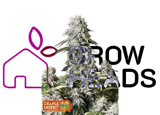 420FastBuds Orange Sherbet FastFlower (3)  