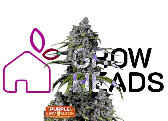420FastBuds Bulk Purple Lemonade FastFlower (3)