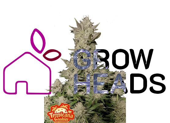 420FastBuds Tropicana Cookies FastFlower (3)