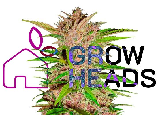 420FastBuds Fastberry Auto(3)