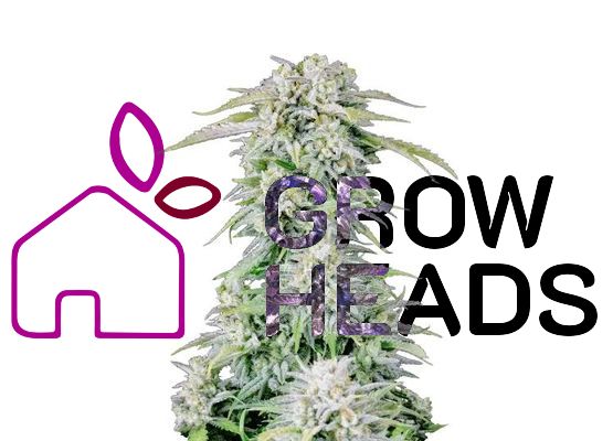 420FastBuds Original Afghan Kush Auto (1)