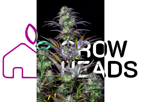 420FastBuds Original Blueberry Auto (3)
