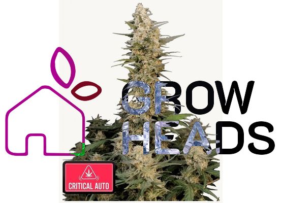 420FastBuds Original Critical Auto (3)