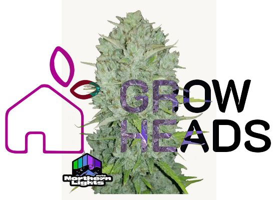 420FastBuds Original Northern Lights Auto (3)