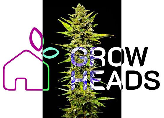 420FastBuds Original OG Kush Auto (3)