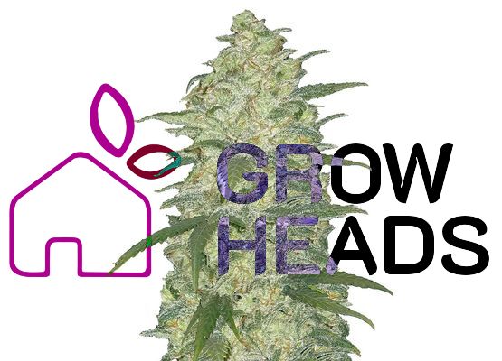 420FastBuds Original White Widow Auto (3)