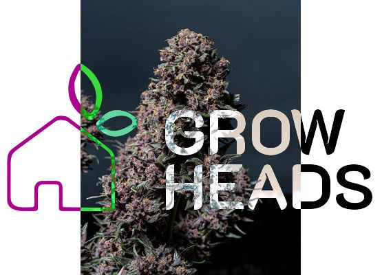 420FastBuds Purple Lemonade Auto (3)