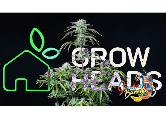 420FastBuds Strawberry Banana Auto (1)