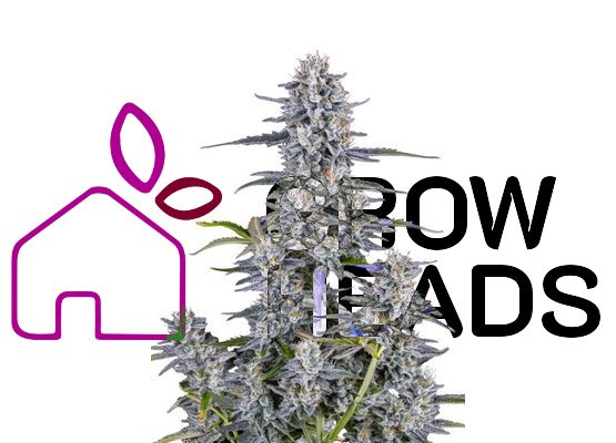 420FastBuds Super Boof Auto (3)