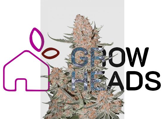 420FastBuds Ztrawberriez Auto (3)