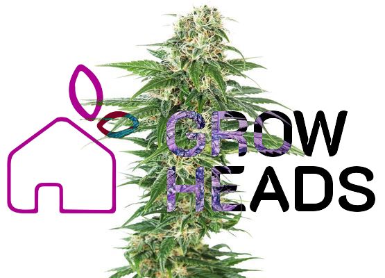 Sensi Seeds Auto Early Skunk (3)