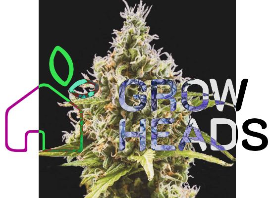 Steckling - Growheads Auto Amnesia Haze
