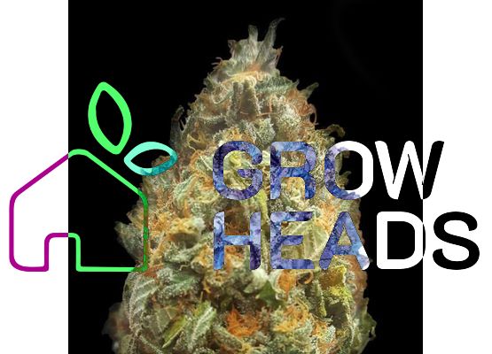 Growheads Auto Orange Bud (1)