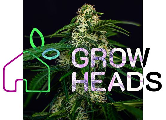 Growheads Auto Watermelon Jam (1)