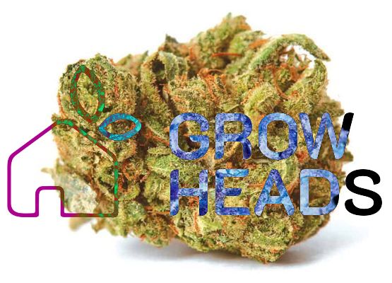 Amnesia Haze (1)