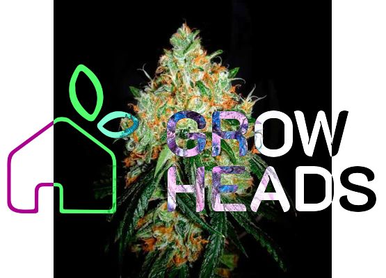 Growheads Original Orange Bud (1)